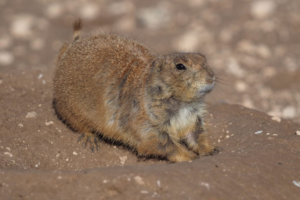 prairie dogs lubbock