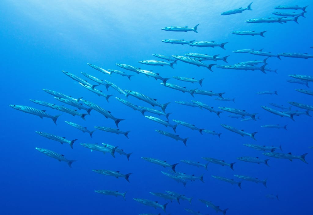 barracuda French Polynesia
