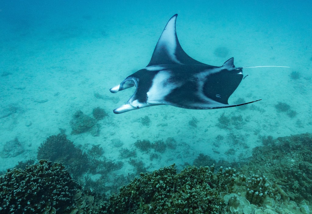 manta ray French Polynesia