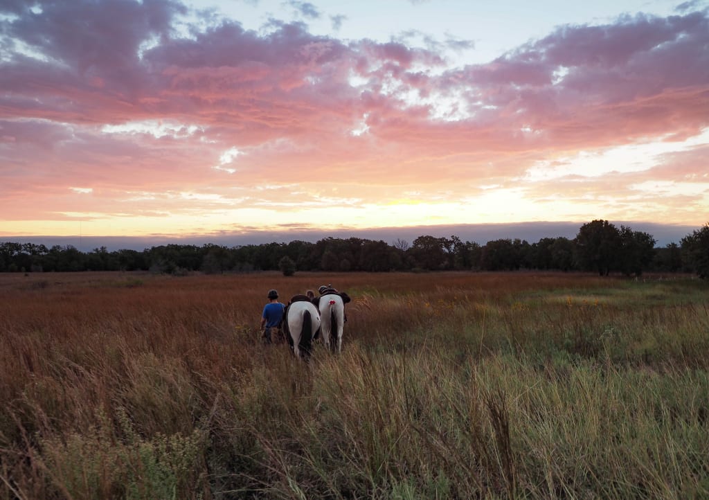 horses at LBJ National Grasslands