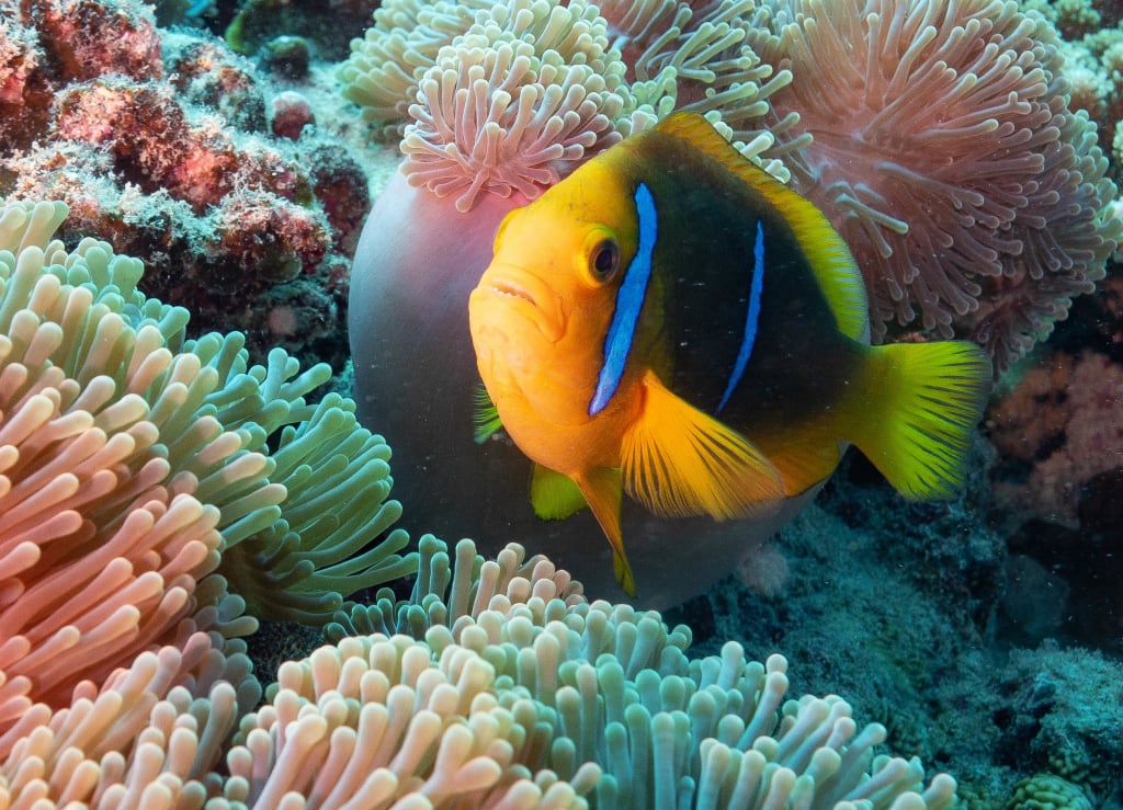 clownfish French Polynesia