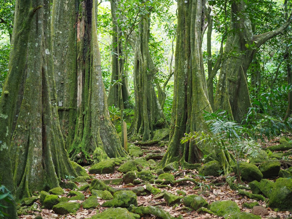 hiking moorea
