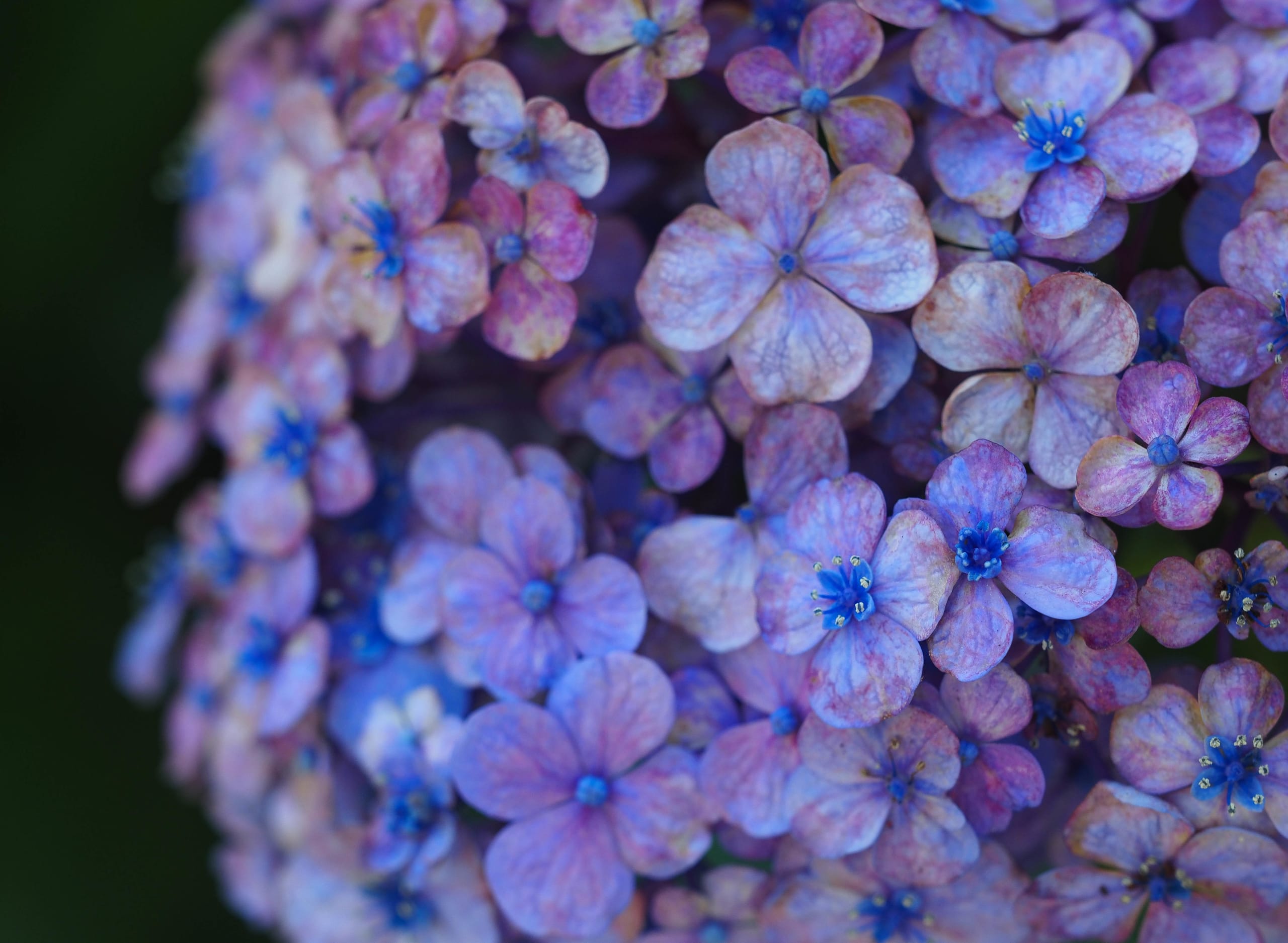 hydrangea cape cod