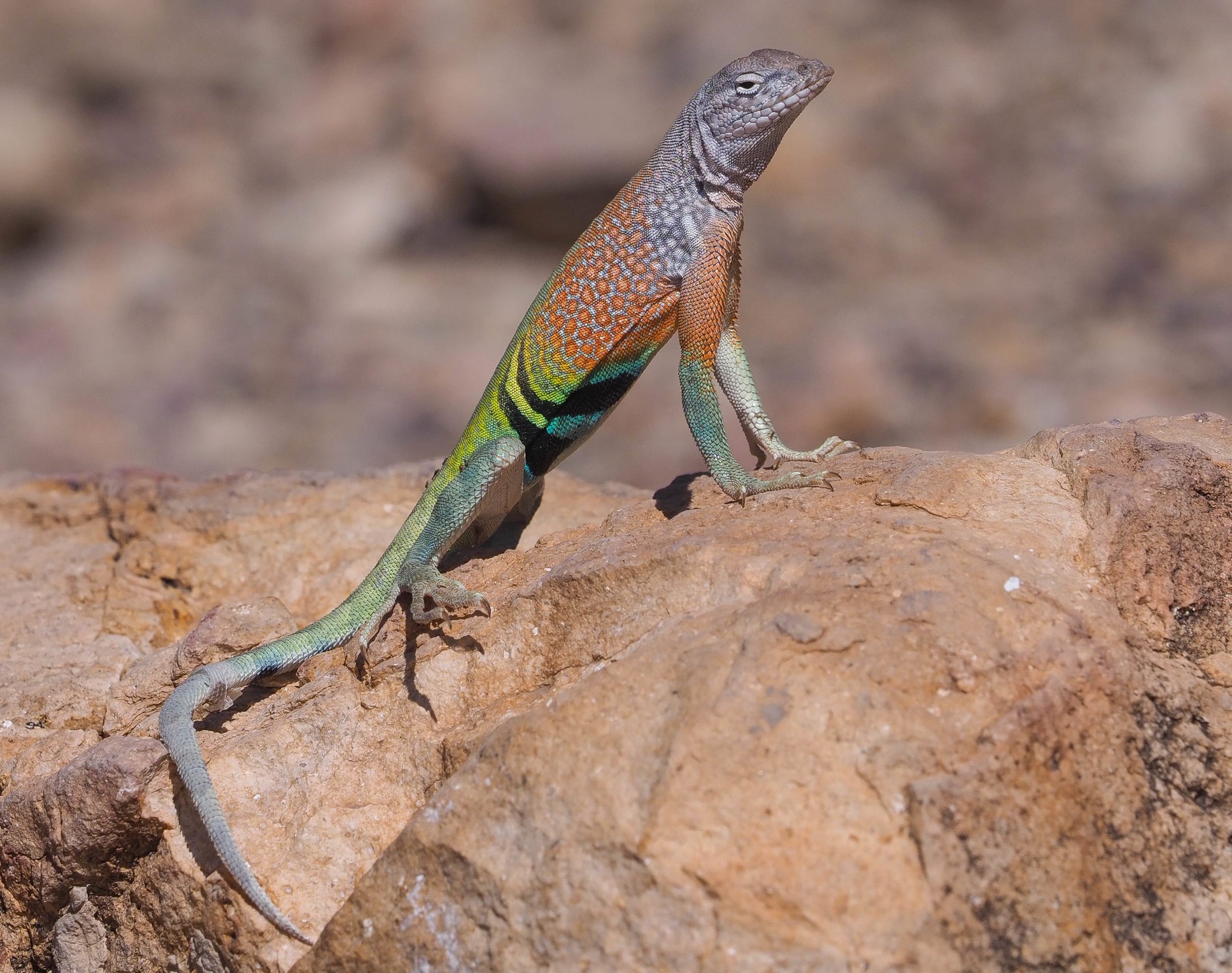 Slowing down to soak in the beauty of Big Bend Austin Travels Magazine