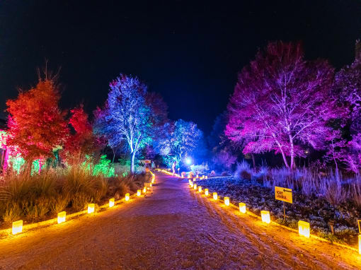January Festivals: Top 10 Texas events this month