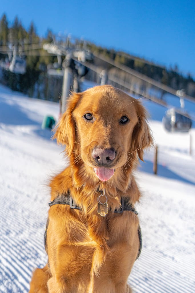 Willy avalanche dog