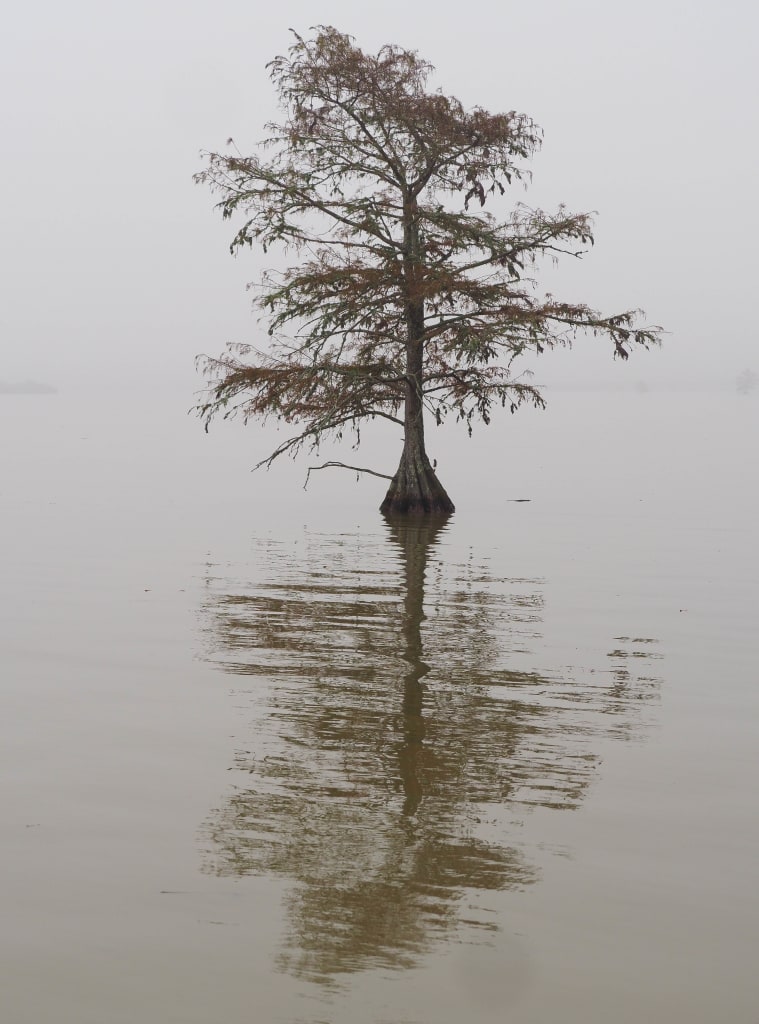 cypress at Martin Dies Jr. State Park