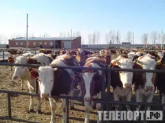 Вакцинация от заразного узелкового дерматита стартовала в Амурской области