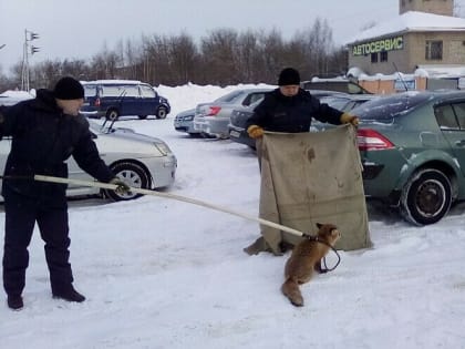 Жители регионов, где принят закон об эвтаназии беспризорных животных, исполнителей подозревают в стремлении выполнить план