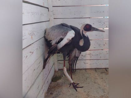 Журавля, оставшегося без ноги, перевезут из Приамурья в южный парк «Малинки»