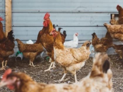 В Приамурье усилят биобезопасность крупных птицефабрик