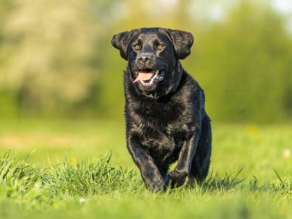 Рассказываем, где сегодня поработает ловец бездомных собак, а также напоминаем требования к содержанию и выгулу домашних животных