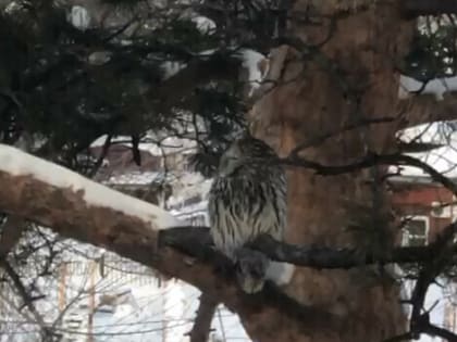 Необычная птица удивила жителей Благовещенска