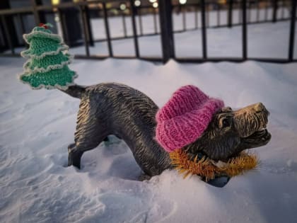 Невозмутимый кот еще больше утеплился. В Благовещенске появилась новая примета