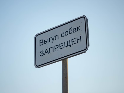 Благовещенцам рассказали, каких правил нужно придерживаться при выгуле питомцев