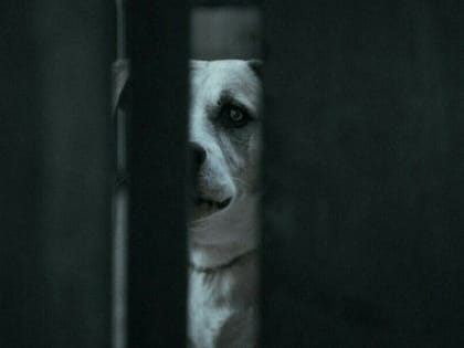 На 7-летнего амурчанина напала собака. В дело вмешалась прокуратура