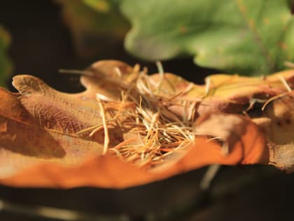 Погода в Амурской области на завтра