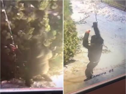 Благовещенский «гринч» опознан: городскую ёлку оборвал 40-летний мужчина