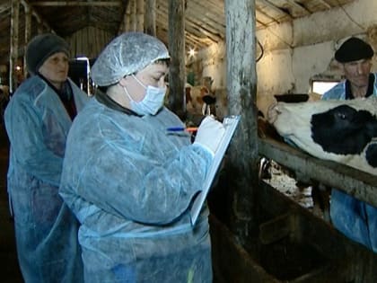 Сельхозживотных в Приамурье проверят на ящур