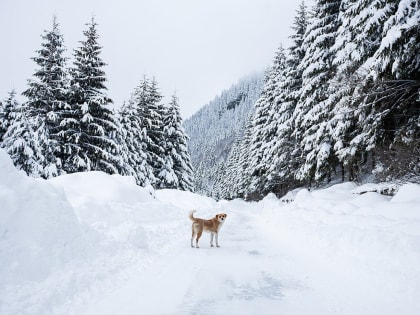 В Благовещенске специалист по отлову собак проверит 11 районов города