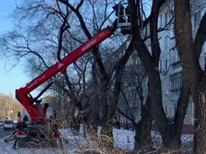 В Благовещенске обрежут ветки деревьев, закрывающие обзор на дорогах