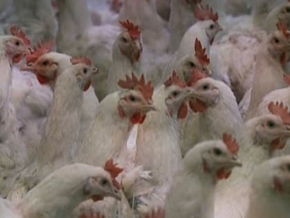 Вокруг амурских птицефабрик усилят мониторинг по птичьему гриппу