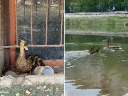 Благовещенцы спасли утку с утятами в микрорайоне (видео)