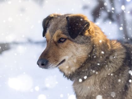 Вчера в областном центре отловили 3 бездомных собаки
