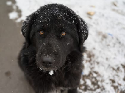 В Благовещенске специалист по отлову собак проверит пять районов города