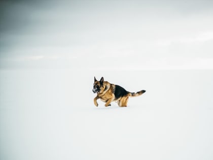 В каких районах Благовещенска работают бригады ловцов бездомных животных?