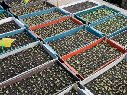 В оранжерее Благовещенска поднимается рассада для городских улиц (видео)