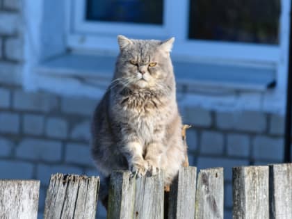 Отказаться от алкоголя и больше гулять советуют амурчанам, чтобы войти в рабочий режим