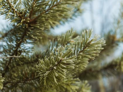 Конкурс по размещению торговых точек для продажи елок в Благовещенске