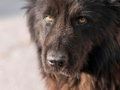 В Благовещенске проверят 8 мест на наличие бездомных собак