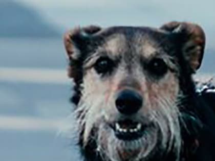 Сводку по отлову собак опубликовала мэрия Благовещенска