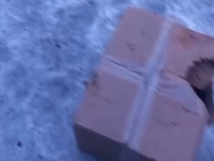 «Собаки разгрызли»: в Благовещенске растерзали котят, подброшенных к приюту (видео 18+)