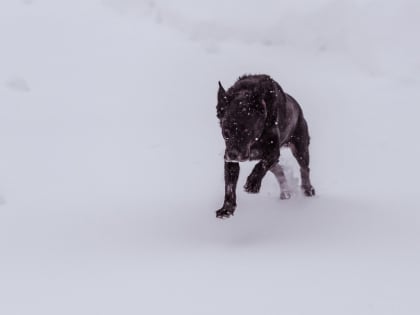 В Благовещенске специалист по отлову собак проверит 16 адресов