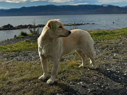 Где ловят бездомных собак в Благовещенске 26 декабря