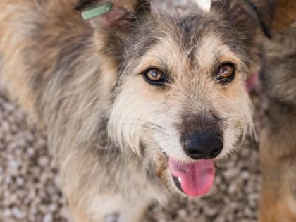 За вчерашний день в амурской столице отловили 9 бездомных собак