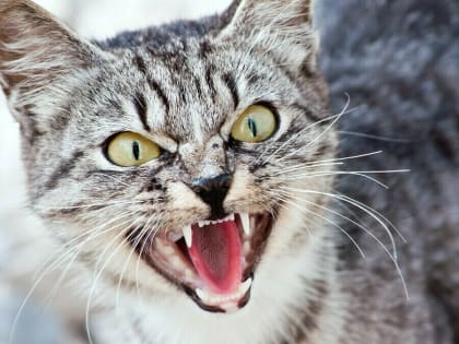 «На луну еще не воете?»: жительница Благовещенска рассказала, как испугалась бешенства и к чему это привело