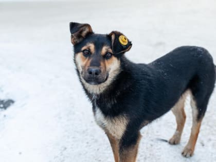 В Благовещенске ежедневно проверяют различные районы города на наличие бездомных собак