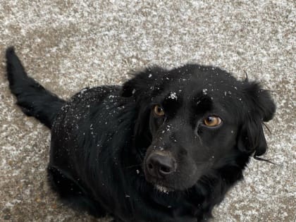 Полсотни бездомных собак отловили с начала года в Благовещенске!