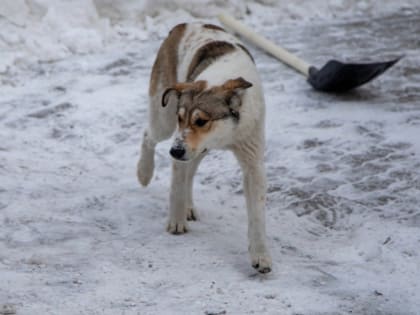 В поисках бездомных животных: специалисты по отлову безнадзорных собак работают сегодня на 11 адресах. Какие территории обследуют?