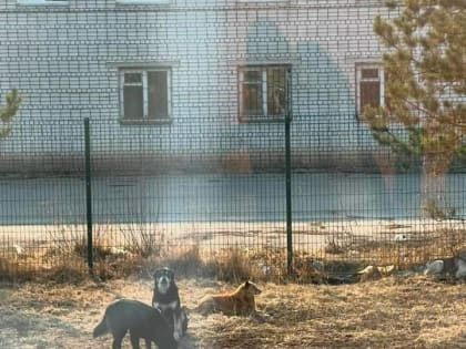 «Я просто шла мимо»: в Благовещенске на девушку напала стая собак (фото)