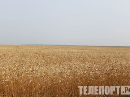 Более 900 тысяч тонн зерна отправили в пять стран из Амурской области