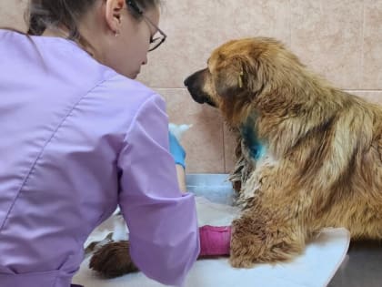 «Лежал в луже крови». В центре Благовещенска из ружья расстреляли собаку (видео)