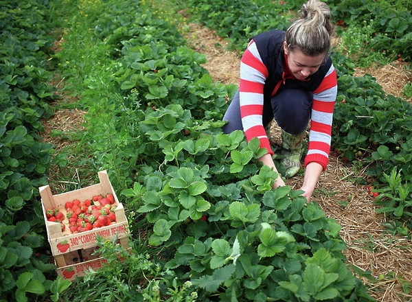 Что ожидает дачников в 2021 году. Смотреть фото Что ожидает дачников в 2021 году. Смотреть картинку Что ожидает дачников в 2021 году. Картинка про Что ожидает дачников в 2021 году. Фото Что ожидает дачников в 2021 году Что ожидает дачников в 2021 году. Смотреть фото Что ожидает дачников в 2021 году. Смотреть картинку Что ожидает дачников в 2021 году. Картинка про Что ожидает дачников в 2021 году. Фото Что ожидает дачников в 2021 году