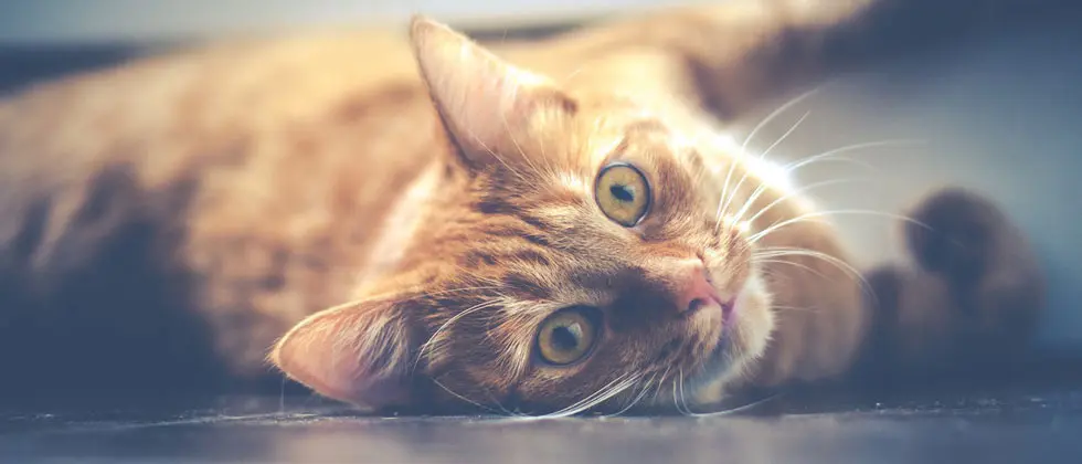 Agder Dyreklinikk AS