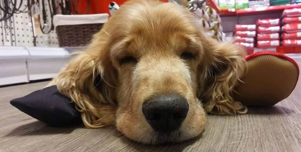 Holmestrand Hund & Katt