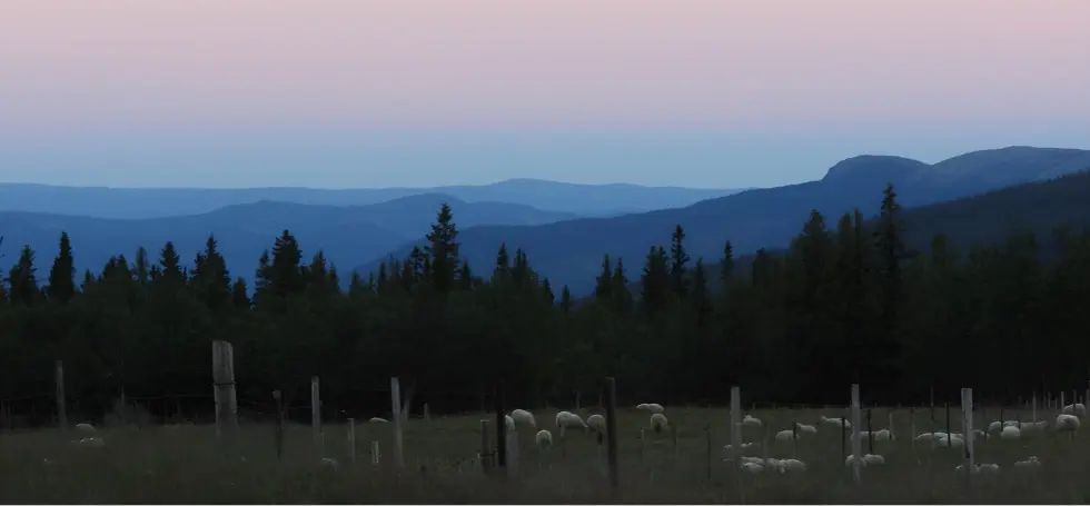 Stor-Elvdal Kommuneskoger KF
